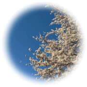 ヒメ日記 2025/04/15 20:10 投稿 ちなつサン peachな若奥さん