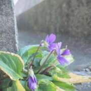 ヒメ日記 2025/01/03 22:30 投稿 すみれ 乳首愛撫専門店「五反田シルキータッチ」