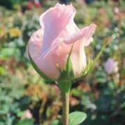 ヒメ日記 2025/05/09 22:30 投稿 すみれ 乳首愛撫専門店「五反田シルキータッチ」