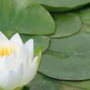 すみれ 未草に麻縄 乳首愛撫専門店「五反田シルキータッチ」