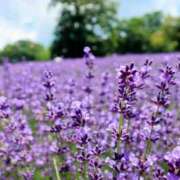 ヒメ日記 2025/07/25 22:30 投稿 すみれ 乳首愛撫専門店「五反田シルキータッチ」