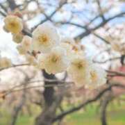 すみれ 梅一輪 一輪ほどの暖かさ 乳首愛撫専門店「五反田シルキータッチ」