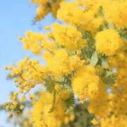 ヒメ日記 2026/03/06 22:34 投稿 すみれ 乳首愛撫専門店「五反田シルキータッチ」