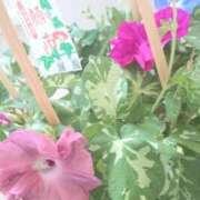 すみれ Ipomoea nil 乳首愛撫専門店「五反田シルキータッチ」