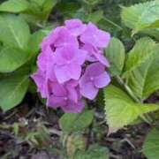 ヒメ日記 2025/06/21 22:42 投稿 青居加奈 五十路マダム 愛されたい熟女たち 高松店