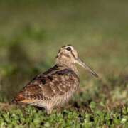 ヒメ日記 2025/02/22 00:28 投稿 みな ハロウィン