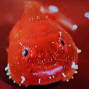 ヒメ日記 2025/04/14 18:55 投稿 みな ハロウィン