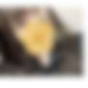 ヒメ日記 2025/11/08 20:00 投稿 さやか 東京リップ 秋葉原店