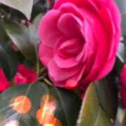 ヒメ日記 2025/04/03 05:06 投稿 りく Lady Agent