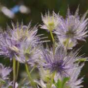 ヒメ日記 2025/08/18 03:22 投稿 りく Lady Agent