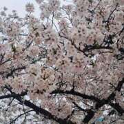 ヒメ日記 2025/04/03 01:47 投稿 桜坂 熟女の風俗最終章 横浜本店