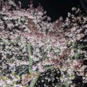 ヒメ日記 2026/02/27 10:34 投稿 桜坂 熟女の風俗最終章 横浜本店