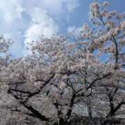 ヒメ日記 2026/03/30 08:56 投稿 桜坂 熟女の風俗最終章 横浜本店