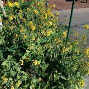 ヒメ日記 2026/01/13 05:44 投稿 砂尾 熟女の風俗最終章 横浜本店