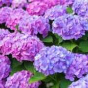 ヒメ日記 2026/01/25 05:44 投稿 砂尾 熟女の風俗最終章 横浜本店