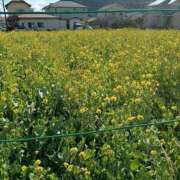 ヒメ日記 2026/03/15 05:34 投稿 砂尾 熟女の風俗最終章 横浜本店