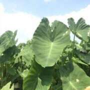 ヒメ日記 2025/01/12 02:58 投稿 キ　リ びしょぬれ新人秘書