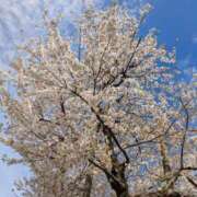 ヒメ日記 2025/04/07 15:33 投稿 伊波 モアグループ大宮人妻花壇