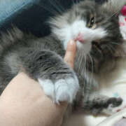 ヒメ日記 2025/06/20 09:35 投稿 こなん ぺろぺろベロベロ専科 ぺろんちょ