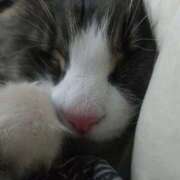 こなん イチャイチャ ぺろぺろベロベロ専科 ぺろんちょ