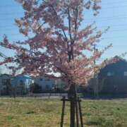 ヒメ日記 2026/03/17 18:15 投稿 あすみ プレイガール(亀有)