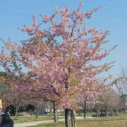 ヒメ日記 2026/03/19 20:49 投稿 あすみ プレイガール(亀有)