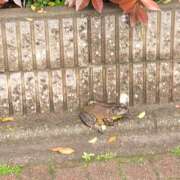 ヒメ日記 2026/04/04 16:09 投稿 あすみ プレイガール(亀有)