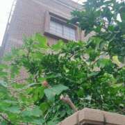 ヒメ日記 2025/08/17 19:05 投稿 れいこ 熟女家 東大阪店（布施・長田）