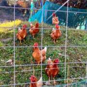 ヒメ日記 2024/12/12 13:01 投稿 純那 秘密倶楽部 凛 錦糸町店