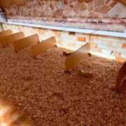 ヒメ日記 2025/07/25 09:31 投稿 純那 秘密倶楽部 凛 錦糸町店