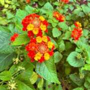 ヒメ日記 2025/10/21 13:01 投稿 純那 秘密倶楽部 凛 錦糸町店