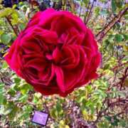 ヒメ日記 2025/12/13 12:00 投稿 純那 秘密倶楽部 凛 錦糸町店