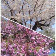 ヒメ日記 2026/04/01 12:03 投稿 ちか 秘密倶楽部 凛 錦糸町店