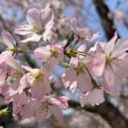 ヒメ日記 2025/03/27 23:42 投稿 まあや アラビアンナイト