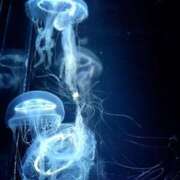 ヒメ日記 2025/11/12 15:50 投稿 ♡りんか先生♡ 梅田ムチぽよ女学院