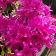 ヒメ日記 2026/04/17 08:23 投稿 和(のどか) 立川熟女の秘密基地