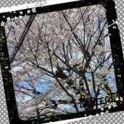 ヒメ日記 2025/04/06 07:12 投稿 和(のどか) 立川人妻研究会