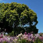 ヒメ日記 2025/05/06 09:38 投稿 高橋　美幸 えっちなおくさん -岩国・周南・防府-