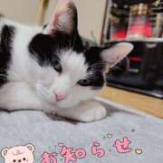 ヒメ日記 2025/03/08 22:23 投稿 ゆきの しろうさぎ