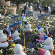 ヒメ日記 2025/05/15 06:52 投稿 向日葵(ひまわり) BAD COMPANY（バッドカンパニー）