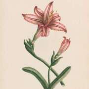 ヒメ日記 2025/03/05 12:05 投稿 みる スーパークリスタル