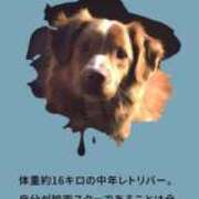 みる いぬはぶじです スーパークリスタル