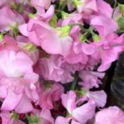 ヒメ日記 2025/01/05 10:51 投稿 いがらし 大和人妻城