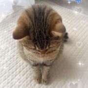 ヒメ日記 2025/03/17 09:30 投稿 いがらし 大和人妻城