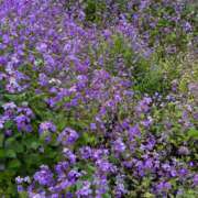 ヒメ日記 2026/04/17 22:42 投稿 いがらし 大和人妻城