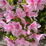 ヒメ日記 2026/04/18 09:11 投稿 いがらし 大和人妻城