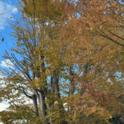 ヒメ日記 2025/12/02 13:34 投稿 秀美 愛の人妻 小山店