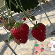 ヒメ日記 2026/04/02 08:29 投稿 くるみ ヴァージンチェリー