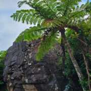 ヒメ日記 2025/01/15 06:39 投稿 千春 桃李（とうり）