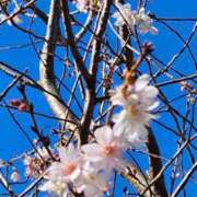 ヒメ日記 2025/02/16 06:40 投稿 千春 桃李（とうり）